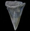 Large, Fossil Mako Shark Tooth - Georgia #75078-1